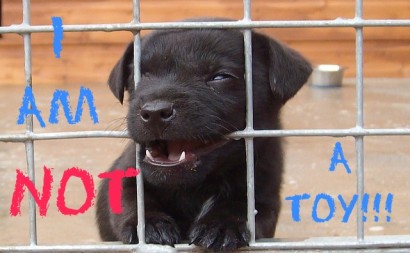 puppy in a shelter cage