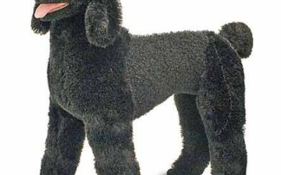 Melissa & Doug Standard Poodle Plush