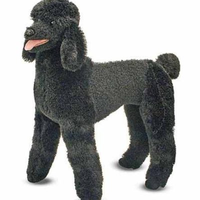 lifelike black poodle