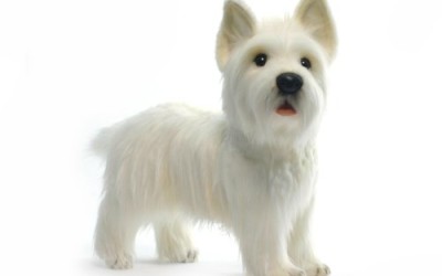 West Highland Terrier by Hansa