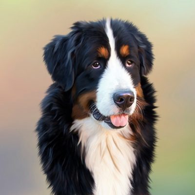 Bernese Mountain Dog