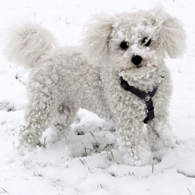 Bichon Frise