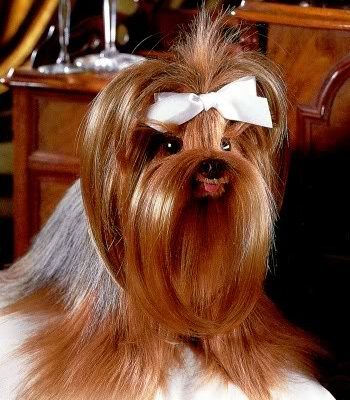 Yorkshire Terrier