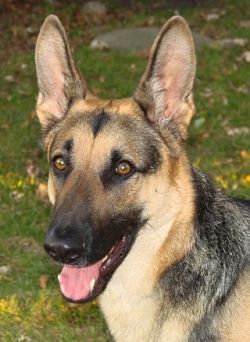 German Shepherd