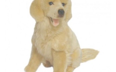 “Goldie” Golden Retriever