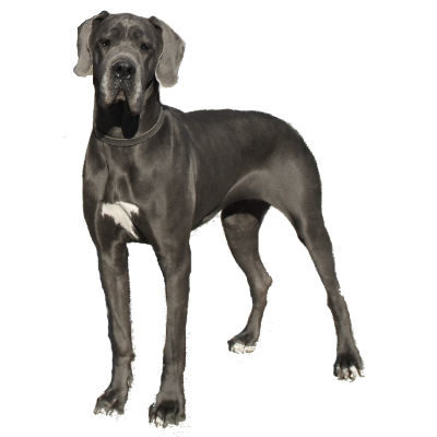 Great Dane