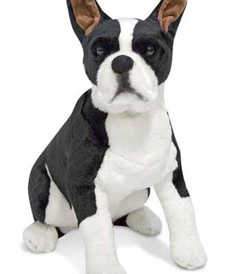 Boston Terrier