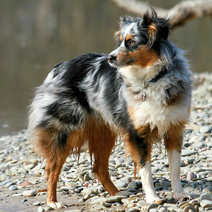 australian shepherd