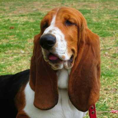 Basset Hound