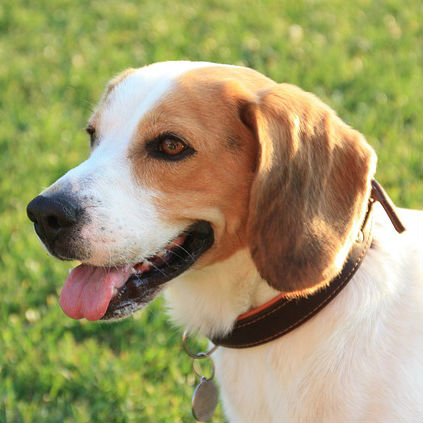 beagle dog