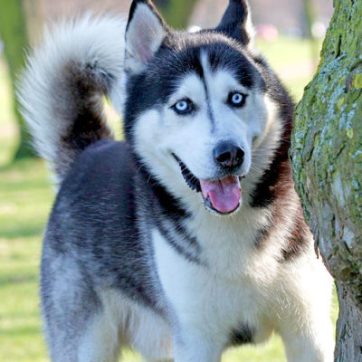 Husky