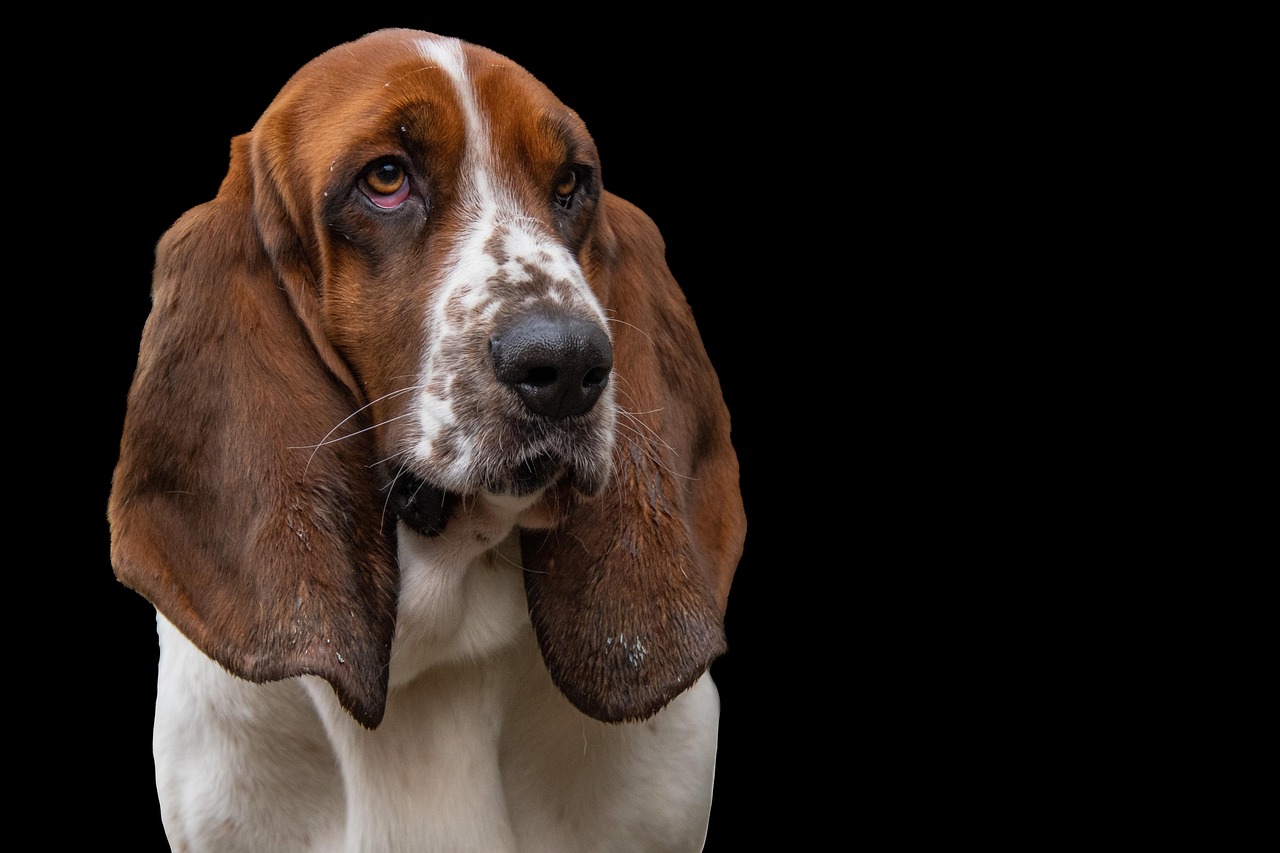 basset hound, dog, hunting dog, pet, short-haired coat, english-french origin, dog background, dog wallpaper, nature, canine, animal