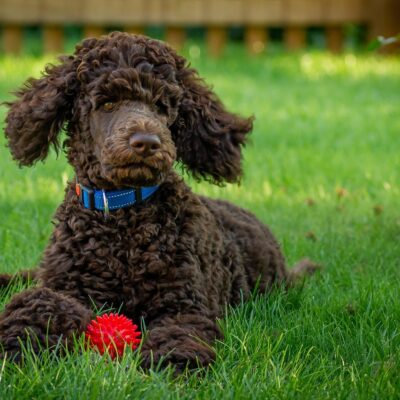 Poodle