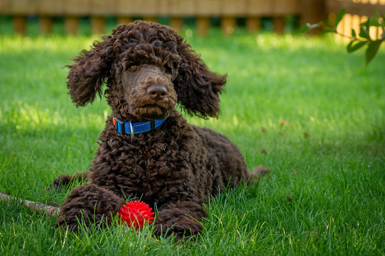 Black Poodle dog, animal, kenny, king poodle, poodle, puppy, brown, grass, green, nature, pet, ball, playful, lying