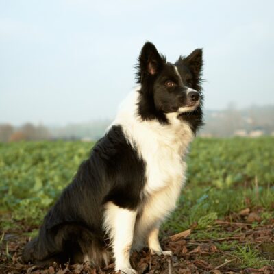 Border Collie