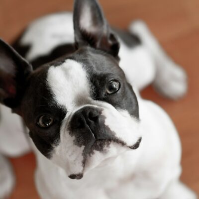 Boston Terrier