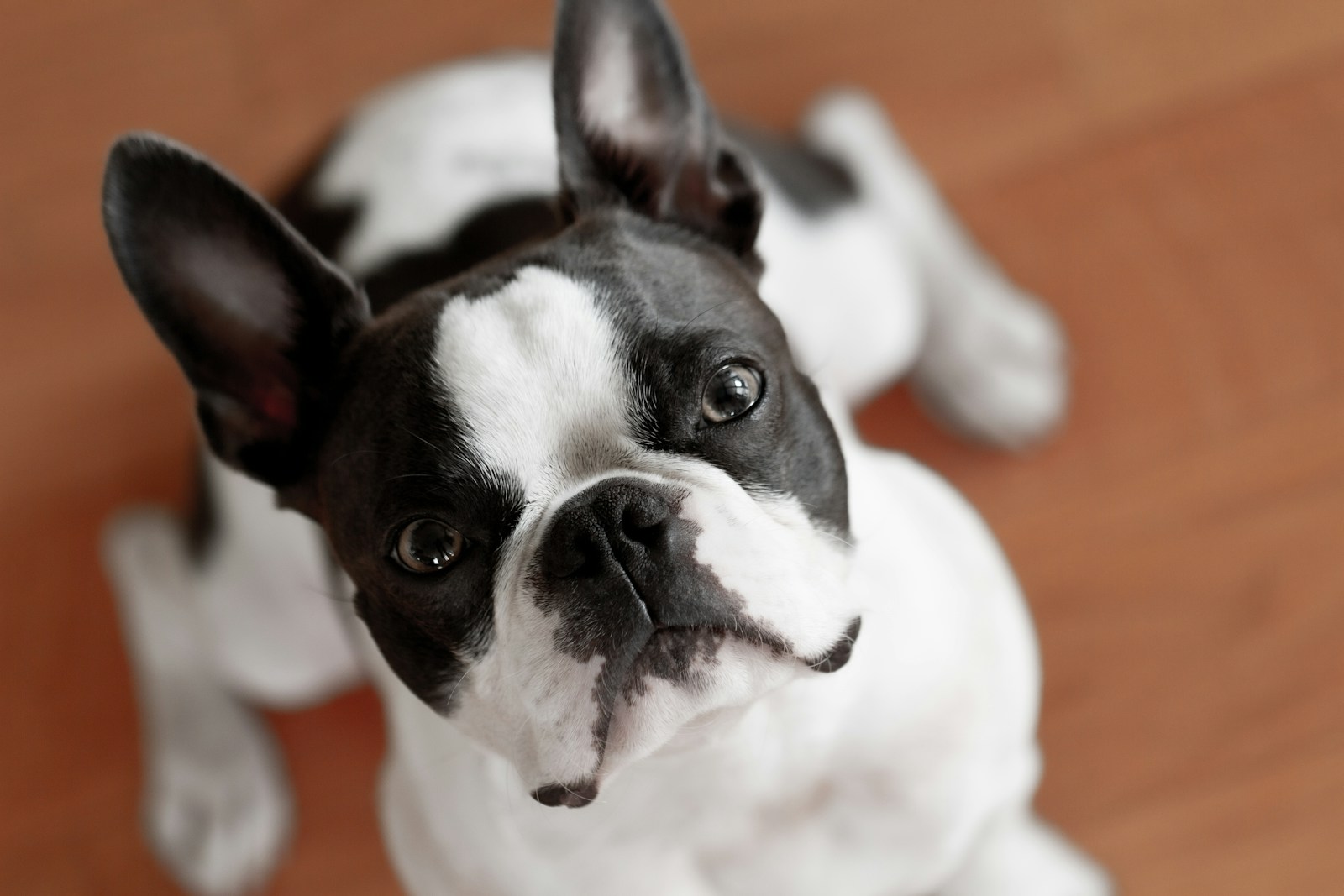 a dog with a white and black fur