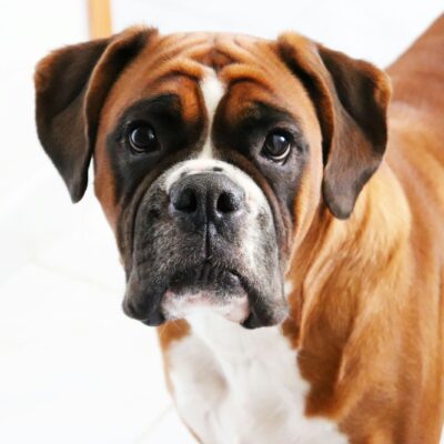 Boxer
