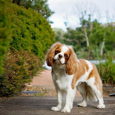 Cavalier King Charles Spaniel