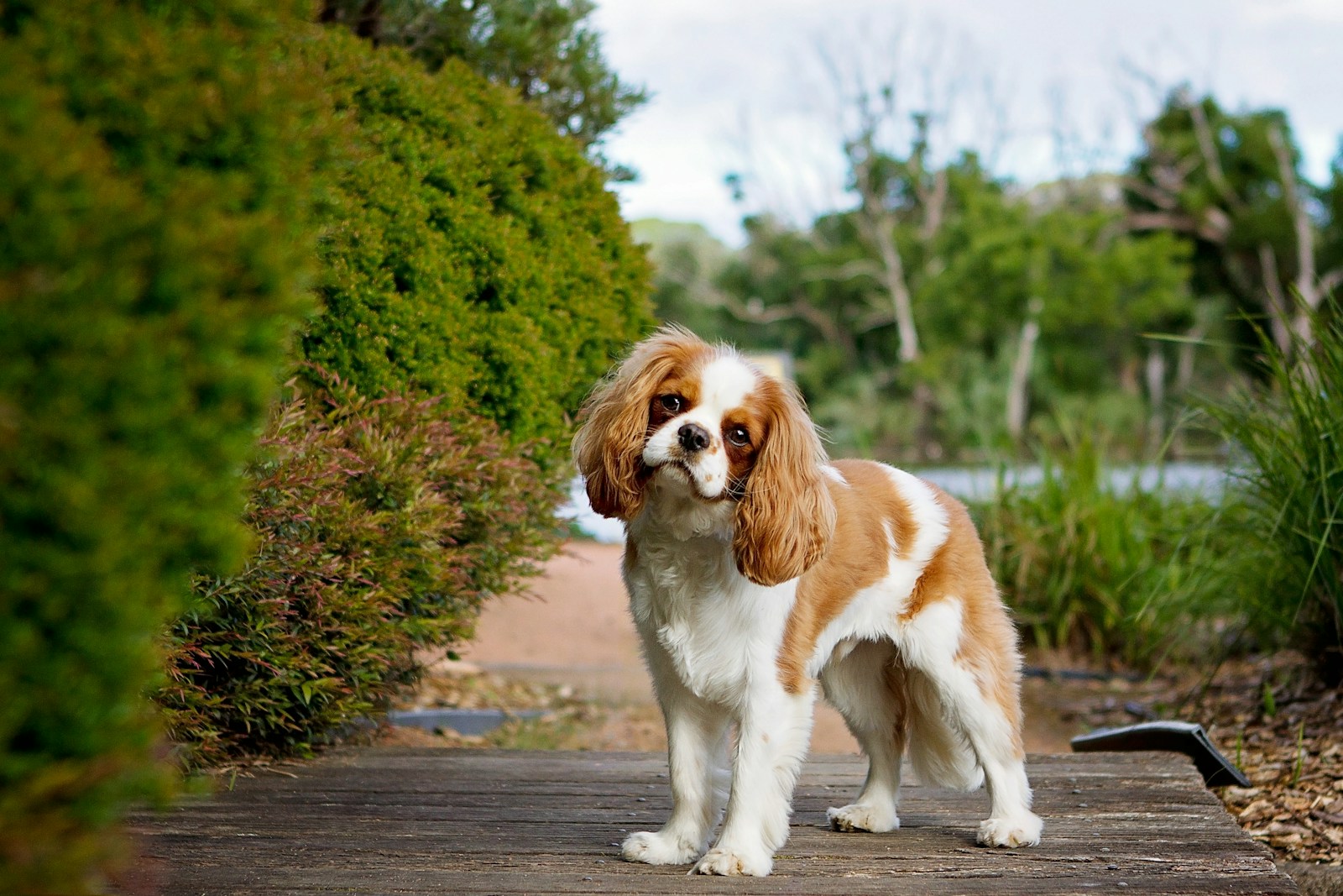 Cavalier King Charles Spaniel brown and white long coat small dog on grey concrete road during daytime