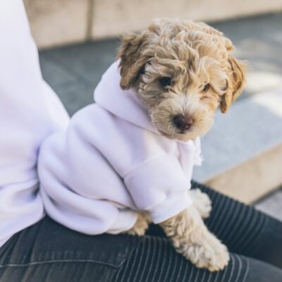 Cockapoo