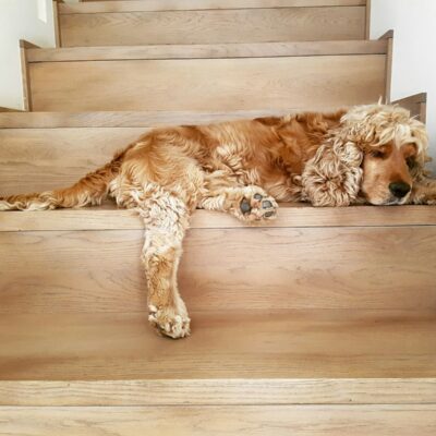 Cocker Spaniel