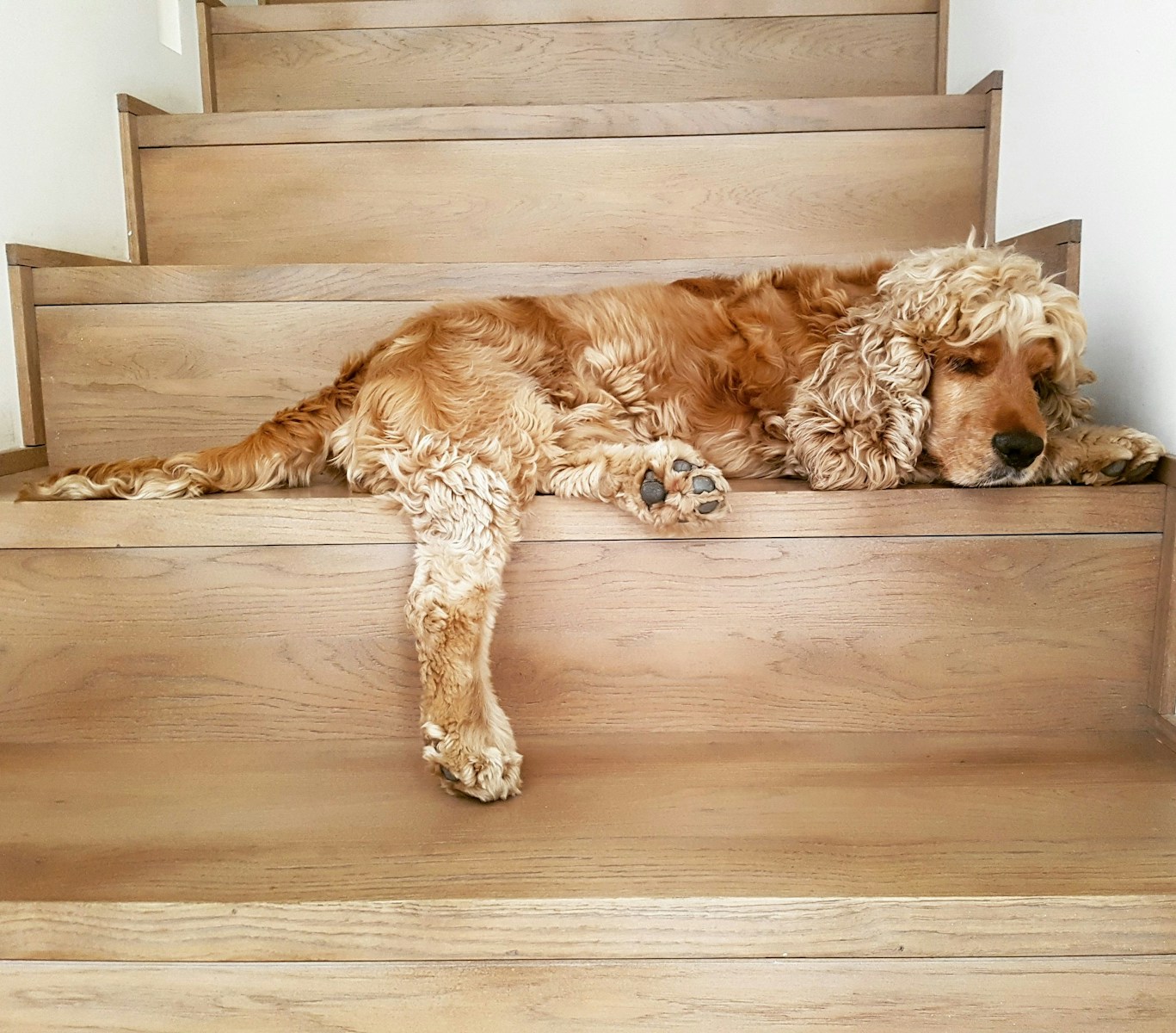 Cocker Spaniel long-coated brown dog lying on brown wooden stairs