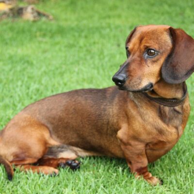Dachshund