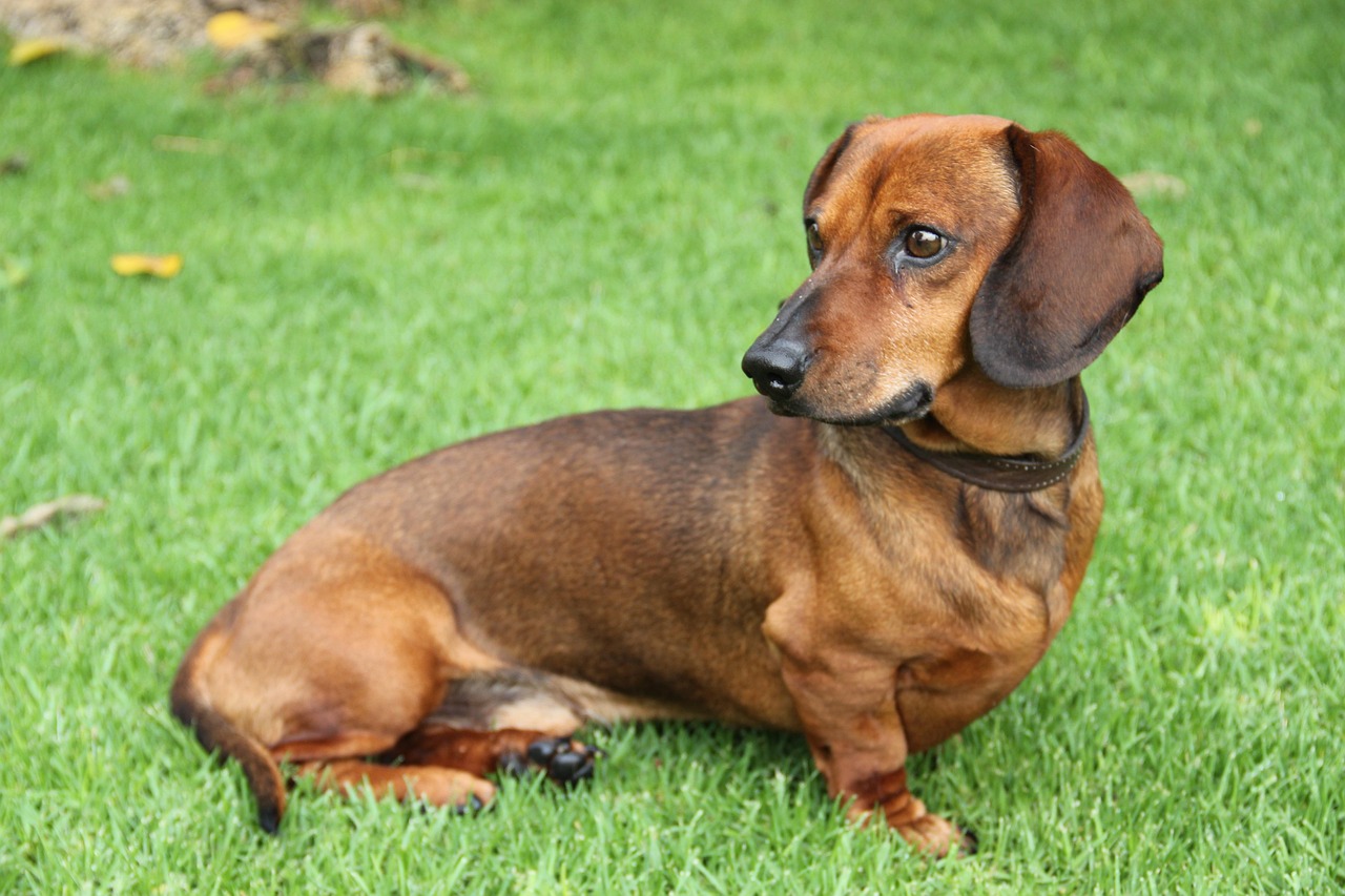 Dachshund dog, puppy, dachshund, wiener, nature, pet, cute, animal