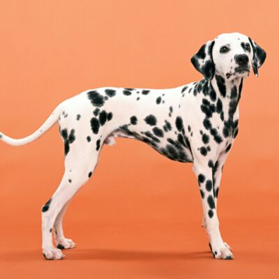 Dalmatian