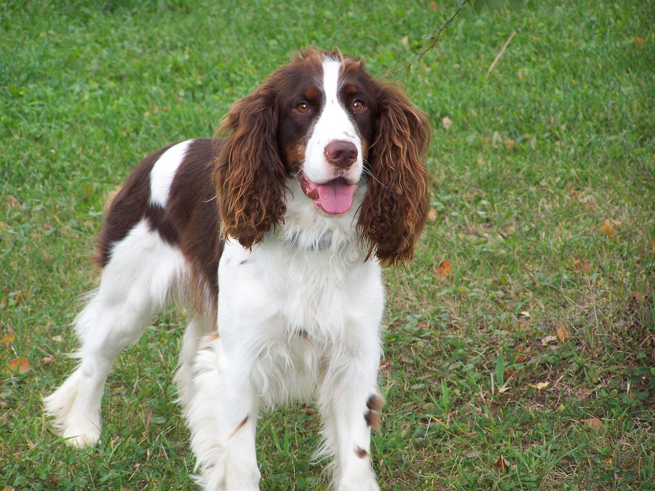 springer, dog, spaniel, canine, animal, pet, english, green pets