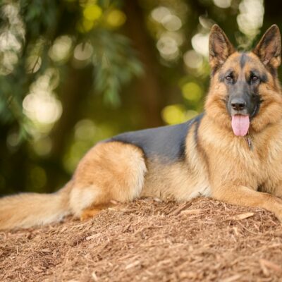 German Shepherd