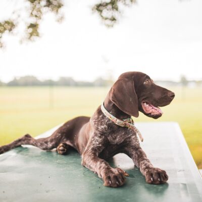German Shorthaired Pointer