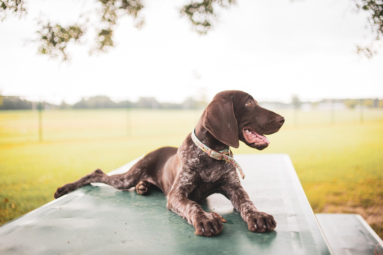 German Shorthaired Pointer german shorthaired pointer, pointer, dog, mammal, animal, brown dog, puppy, canine, pet, outdoors, portrait, nature
