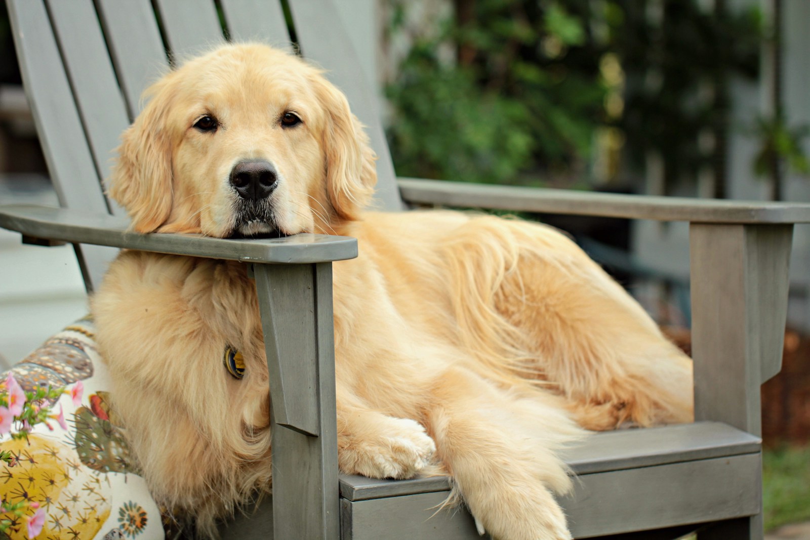 Golden Retriever Dog golden retriever puppy on grey wooden fence during daytime