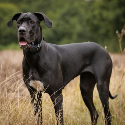 Great Dane