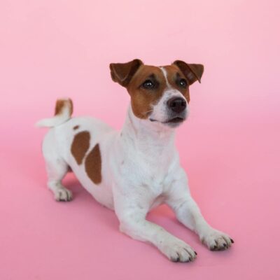 Jack Russel Terrier