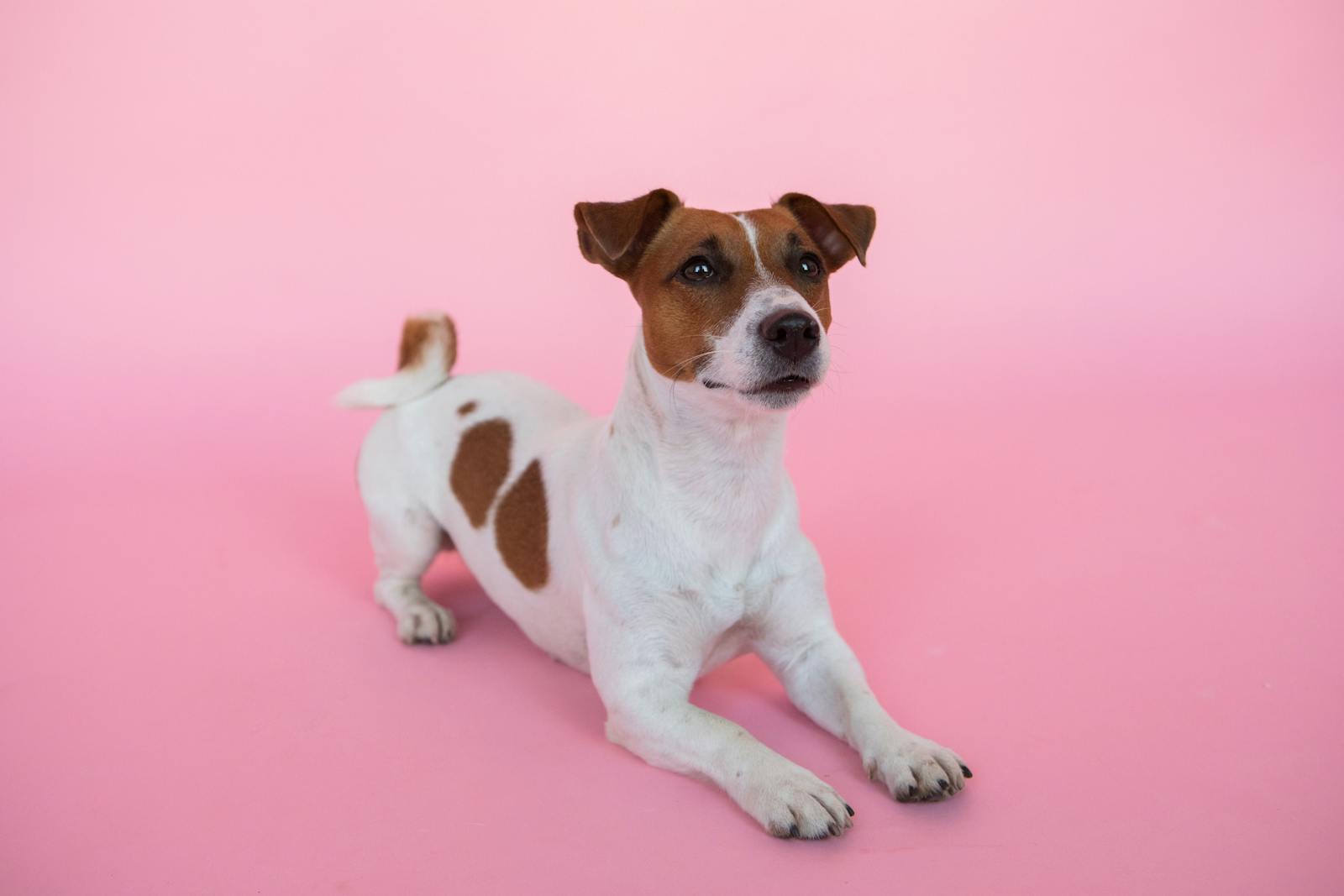 Jack Russell Terrier A Jack Russell Terrier lying on a vibrant pink backdrop, showcasing its playful nature.