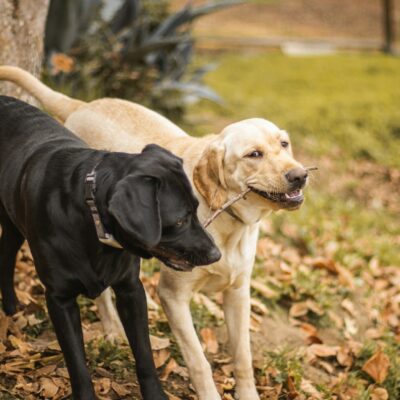 Labrador Retriever
