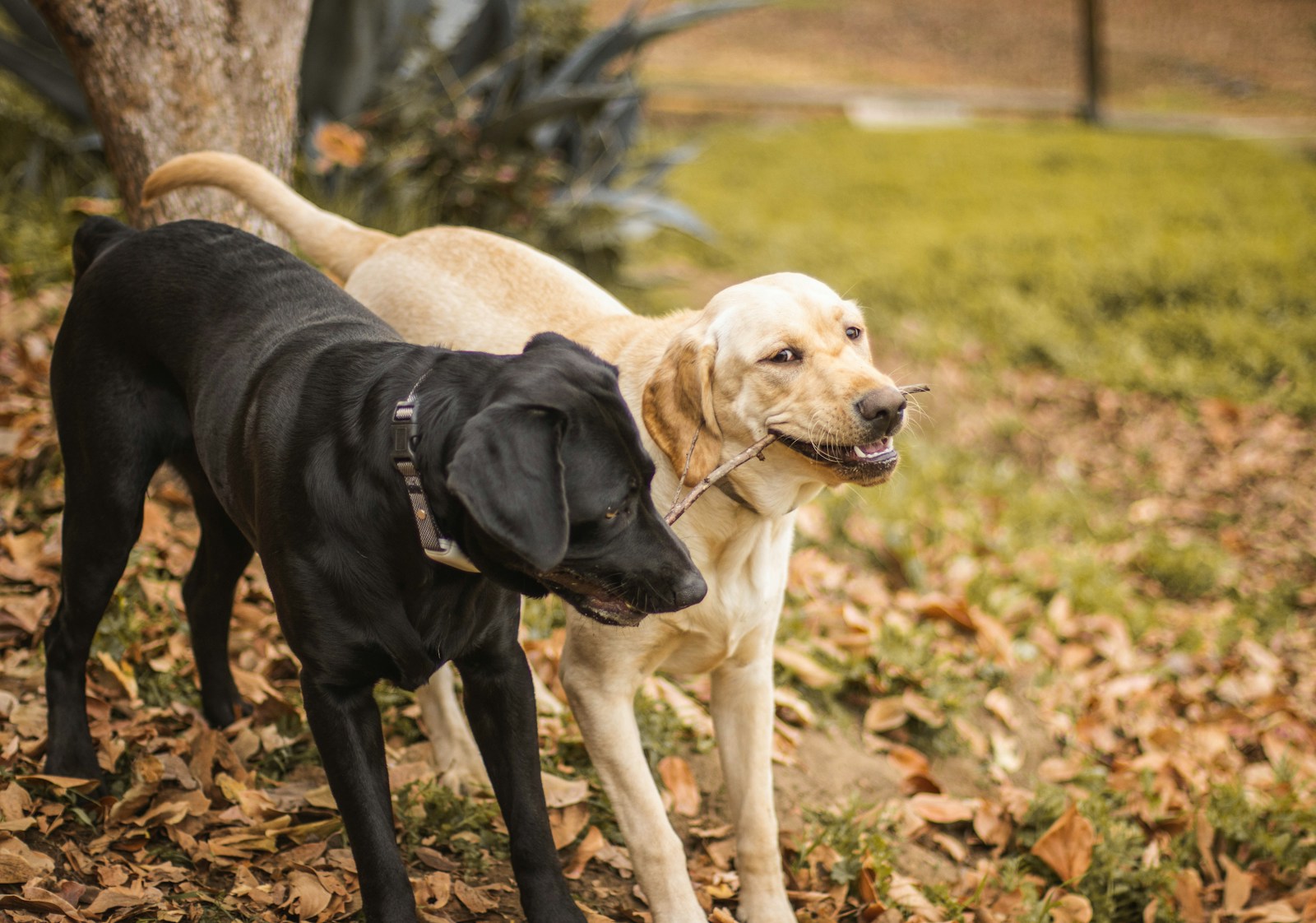 Labrador Retrievers a couple of dogs standing next to each other
