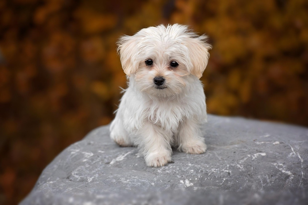 Maltese dog, white, maltese, puppy, cub, domestic animal, nature, animal, pet, cute