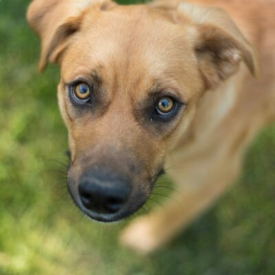 Mixed Breed