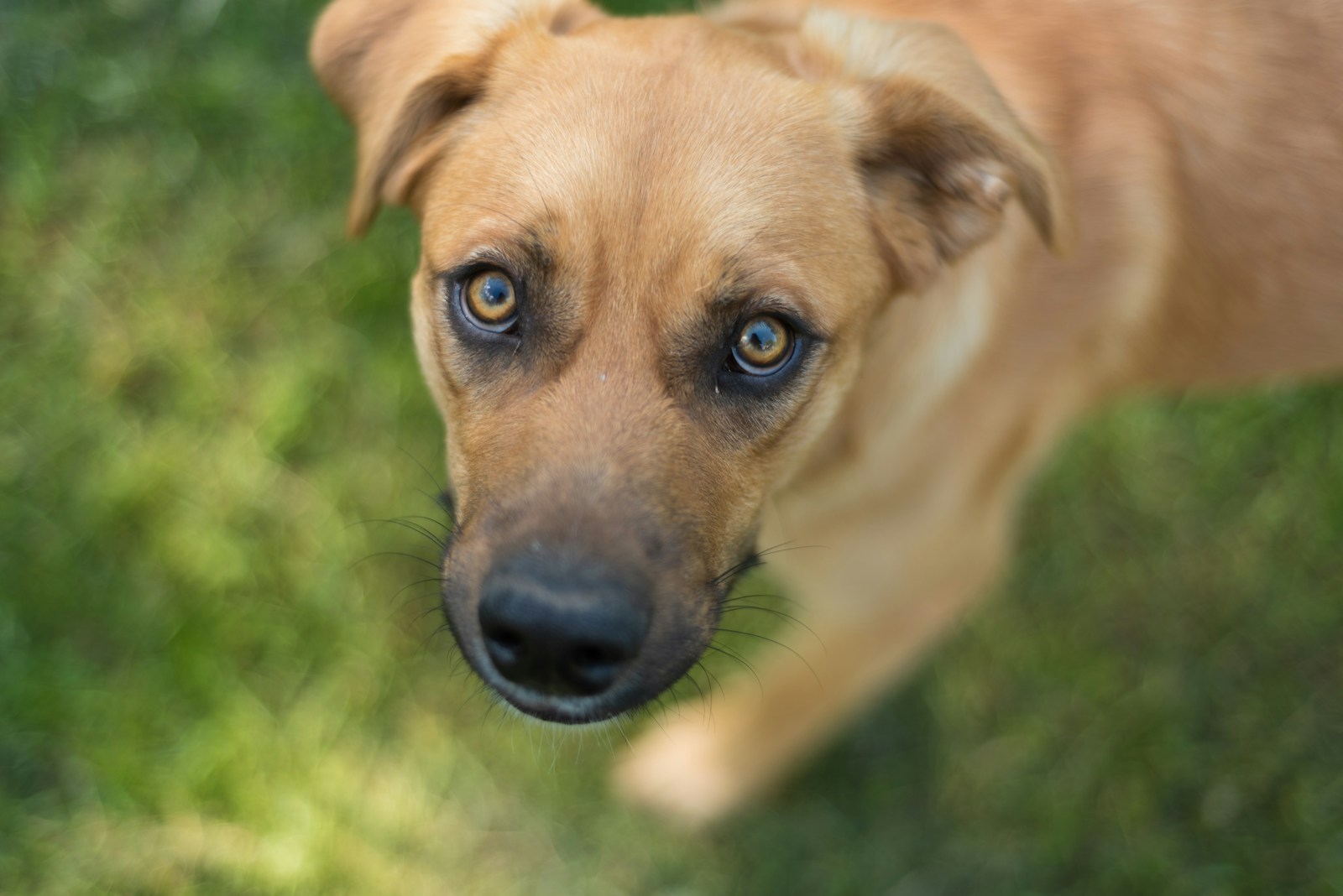 mixed-breed-dog shallow focus photography of short-coated brown dog