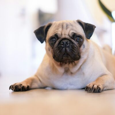 Pug
