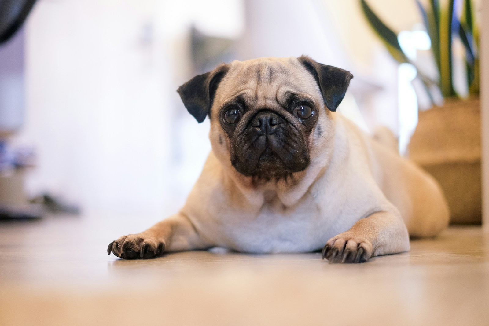 Pug on Floor shallow focus photography of fawn pug