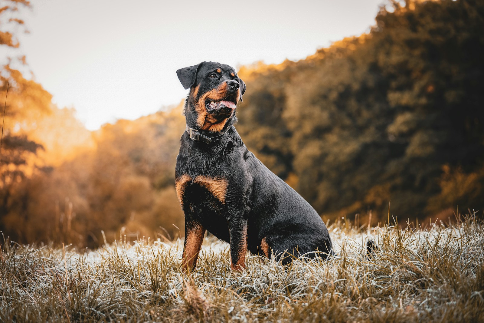 Rottweiler a Rottweiler dog standing in a field