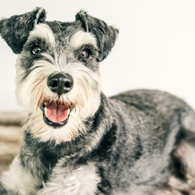 Schnauzer