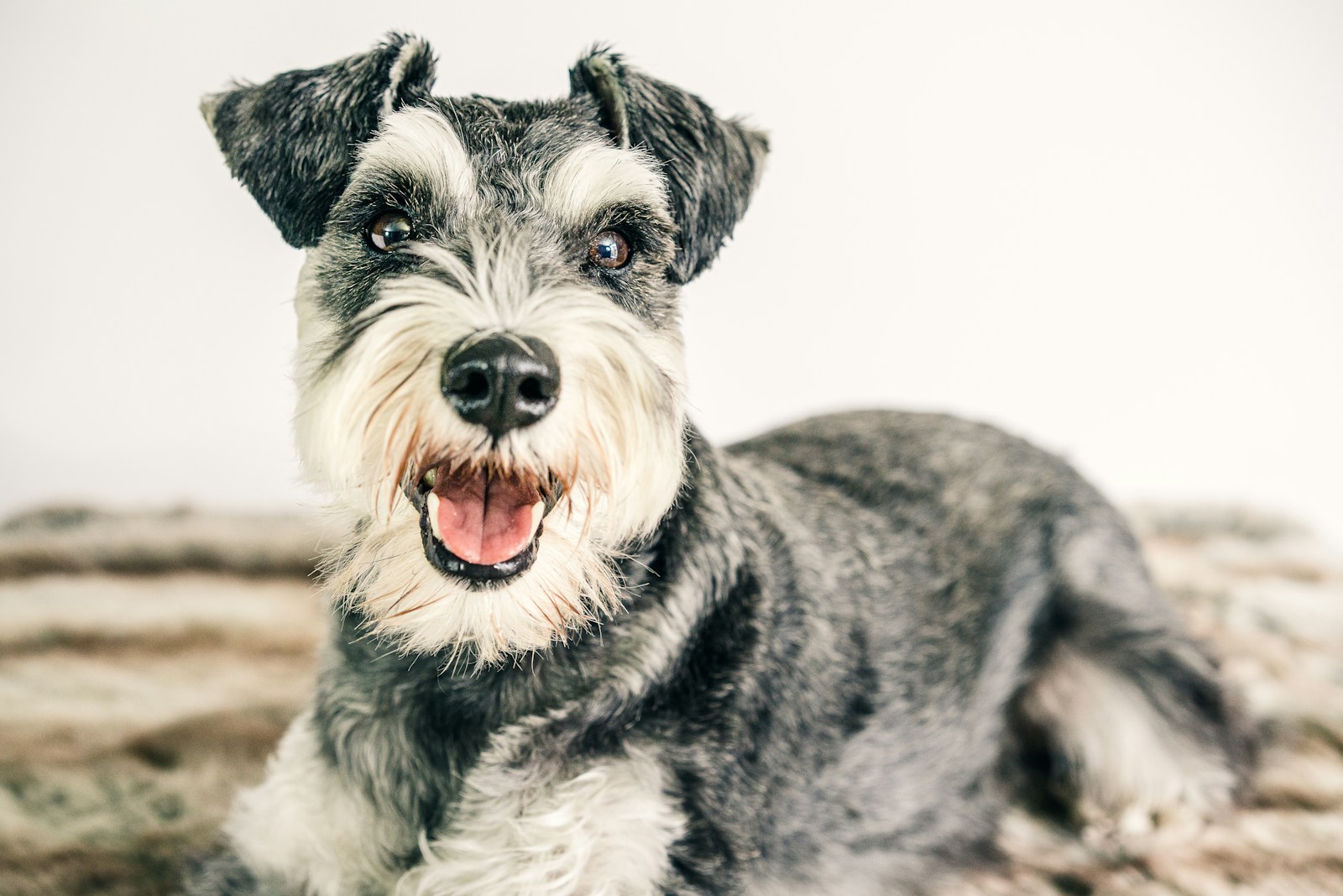 Salt and Pepper Schnauzer black and white miniature schnauzer