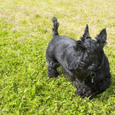 Scottish Terrier