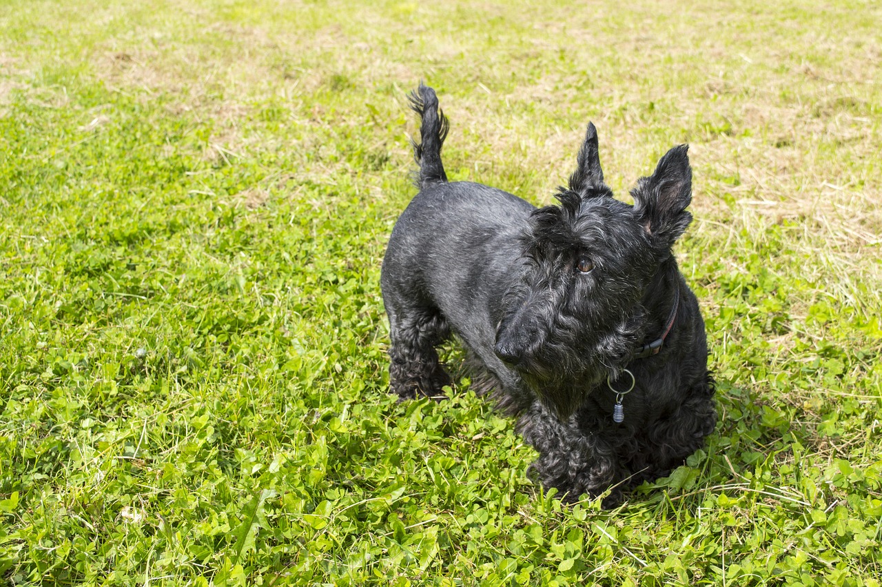 dog, terrier, animal, scottish terrier, black, sunny, cute, friendly, pet, happy, puppy, scotty dog